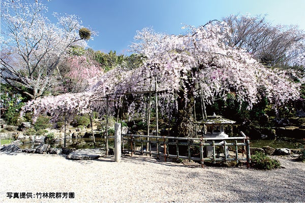 <奈良>優雅に楽しむ吉野千本桜 たっぷり3時間滞在【緑が丘・西神中央出発】3